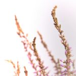 2023年最受欢迎的老虎机APP排行榜推荐 n1phls